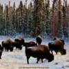 Grazing Wood Buffalo-near Edzo, NWT