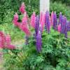 Bursting June lupines.
Eastern New Brunswick.