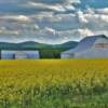 Carleton County farm.
During June canola season.