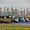 Perched fishing trawlers.
(for the winter)
Musgrave Harbor.