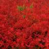 Autumn burgandy ground foliage-near Pugwash, Nova Scotia