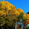 Autumn foliage-near Fort Francis, Ontario