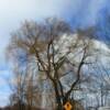 Bald Oak Tree.
Eastern Ontario.