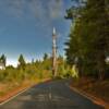 Austere 'tree poll'
Northern Humboldt County.