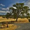 Northern California Oak.