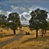 Rolling ranchlands.
Colusa County.