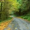 Northern California backroad.
Humboldt County.