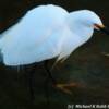 While Albino Pelican-wading in San Francisco Bay