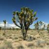 Joshua Tree.
Along Highway 129.