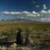 Southern California Desert.
Coconut palmetto plants.
Inyo County.