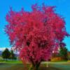 Spring Bloom in northern California (Yreka,CA)