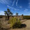 Southern California cactus field-
near Lancaster, California~