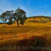 Central California's backcountry-
Near Paso Robles~