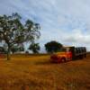 Antique 1940's Pickup with
distillery barrels-near the Pomar Junction Winery~