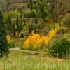 Early autumn foliage~
Near Wolf Creek Pass, CO.