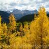 "Blossoming amber Aspens"
Near Purgatory, CO.