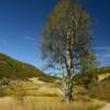 West Rifle Creek Road.
Rio Blanco County, CO.