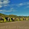 Mule caravan~
White River Plateau.