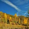 Bright blossoming aspens~
North-central Colorado.