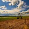 Irrigating wheat.
Eastern Colorado.