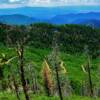 Ascending winding road-traversing western Colorado's Grand Mesa Shelf