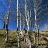 Balsam willows.
Dolores County.