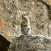 Cute little chipmunk.
Near Hanging Lake, CO.