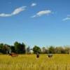 Grazing Stallions~
Northeastern Colorado.