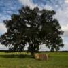 Lafayette County rural scene.