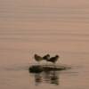 Perched southern birds.
Key West