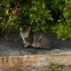 Cute little (gas station) stray.
Yeehaw Junction.