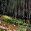 Remnants of a recent forest fire-near Shoup, Idaho