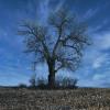 Ominous 150-year old oak tree.
Greene County.