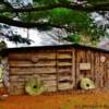 Mid 19th-Century utility shed-
Waterloo, Illinois