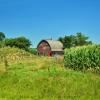 1940's quonset-style barn.
Near Kingsley, Iowa.