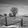 Large oak tree in a pasture.
Monona County.