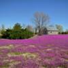 More spectacular 
March ground bloom.
Lane County, KS.