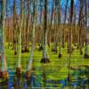 Louisiana's interior swamps
near Bunkie, Louisiana