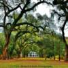 Rosedown Plantation
St Francisville, Louisiana