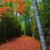 Maine's northern woods in late autumn