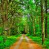 "Lover's Lane"
Near Black River, Michigan.