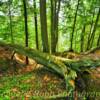 Michigan's northern woods~
Near Tahquamenon Falls.