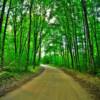 Schoolcraft State Forest~
Near Steuben, Michigan.