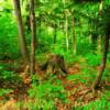 Some interesting scenery along the hiking trails~
Tahquamenon Falls.