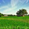 Soybean field & related (mid-1900's) storage buildings~
Near Sunfield, Michigan.