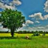 Minnesota Canola Field~
Near Walker, MN.