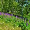 Wild purple-blue lupines~
Near Tofte, Minnesota.