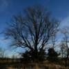 An eerie balsam tree
on the southern prairies.