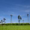 Antique windmill collection~
Near Ihlen, Minnesota.