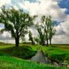 'Lonesome creek draw'
Martin County, Minnesota.